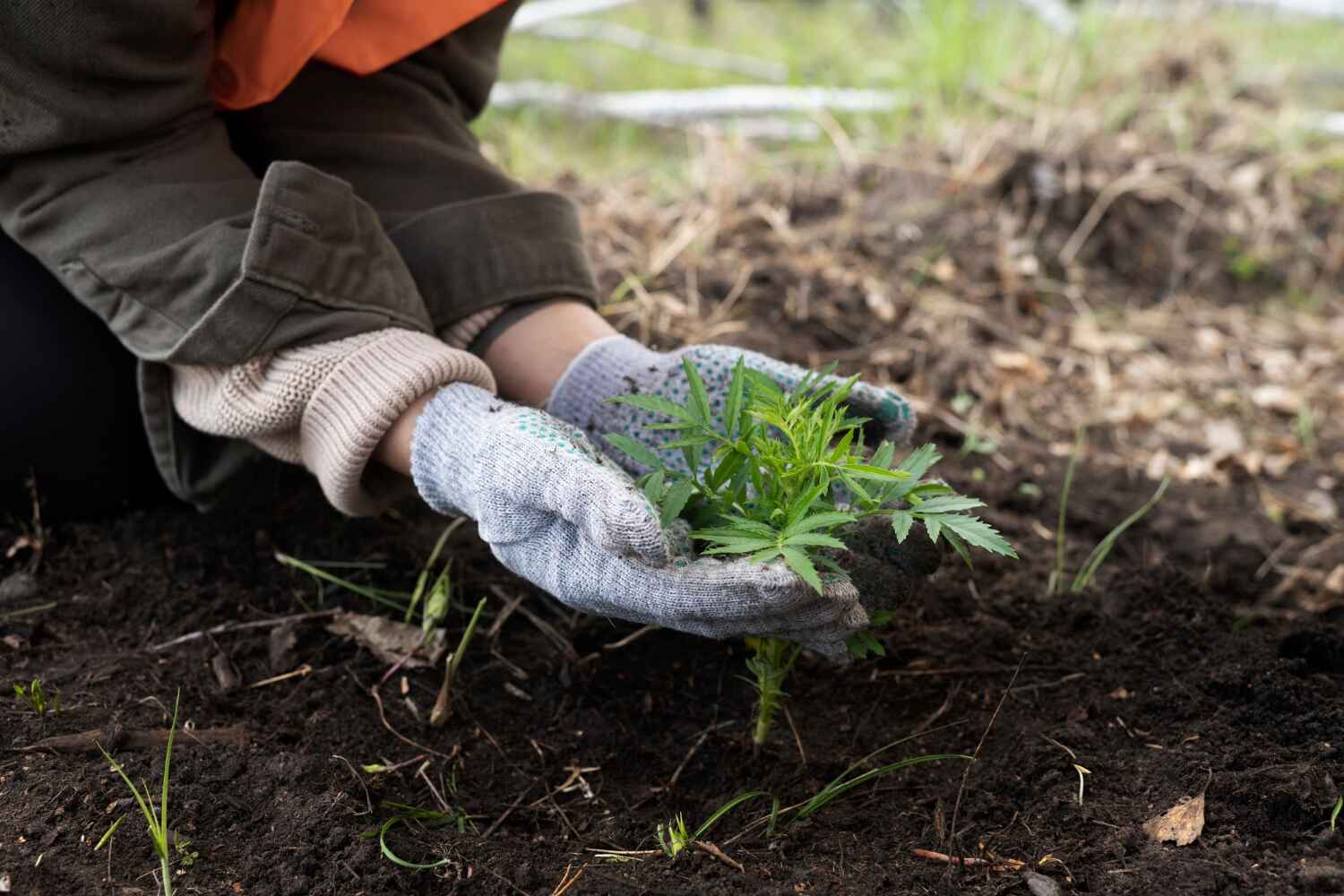 The Steps Involved in Our Tree Care Process in Coon Rapids, MN